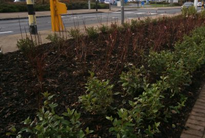 Shrubs near supermarket