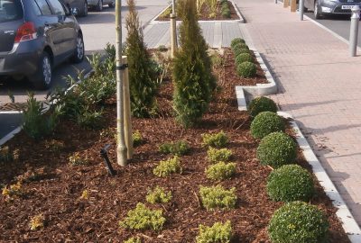 Shrubs in supermarket car park