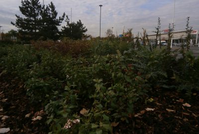 Shrubs by supermarket