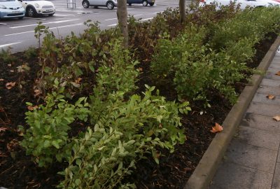 Shrubs by car park