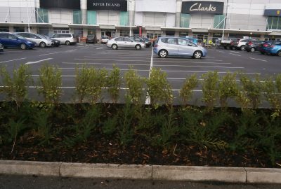 Retail park shrubs in car park