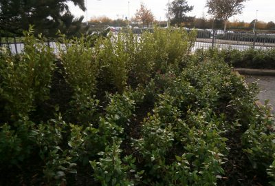 Business park shrubs