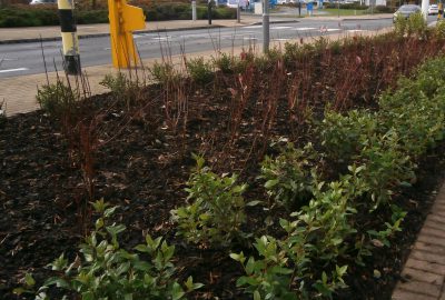 Plants by retail park