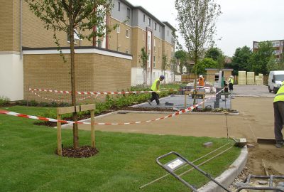 Trees planted in tree pits surrounded by grass