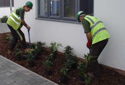 Shrubs being planted by modern building