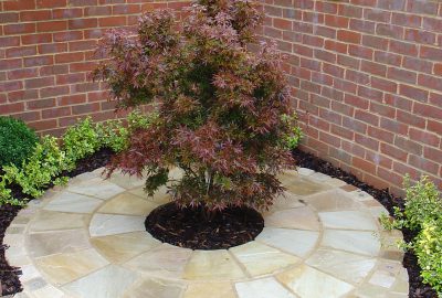 Shrub planted in paved circle