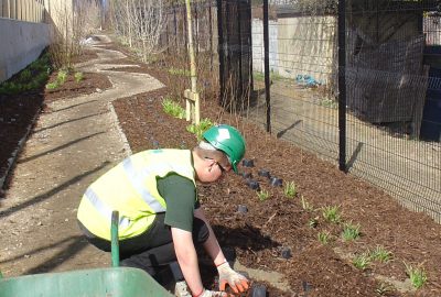 Shrubs being planted on school path