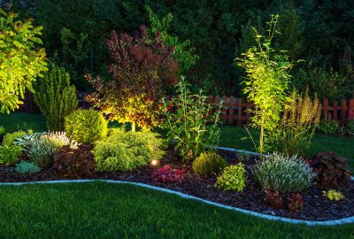 Shrubs being lit