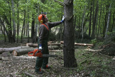 Tree surgery with chainsaw