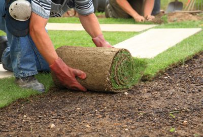 Lawn being rolled out