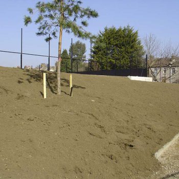 Academy School Ilford tree on soil bank