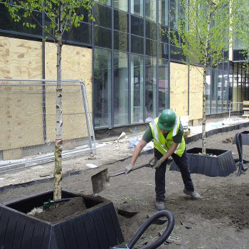 Academy School Ilford, tree planting in tree pit