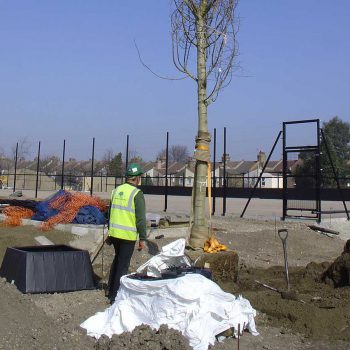 Academy School Ilford tree planting