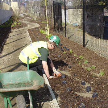 Academy School Ilford shrub planting