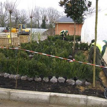 Balls Park Hertford shrubs being planted