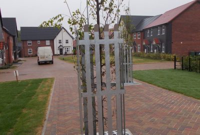 Semi mature tree planted in residential landscape setting